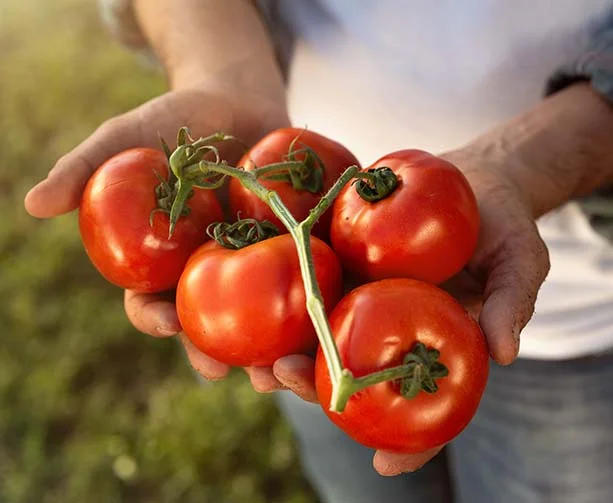 Puré De Tomates Molidos Del Fuerte